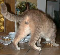 Wenn ich hier bleiben will